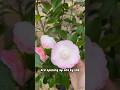 The FOUR Stages of a Camellia Flower bloom 🌸 #camellia #japonica