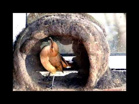 Birds Hard working to Make His Own Family Nest