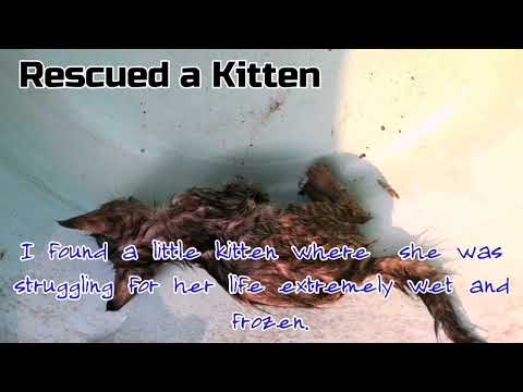 Rescued Orphaned Kitten | Hypothermia | Save Lives