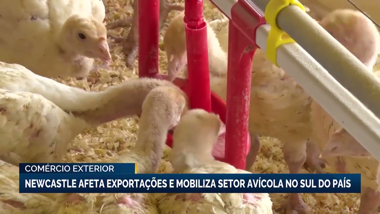 Doença de Newcastle: Arábia Saudita e Malásia suspendem importações de carne de frango de SC