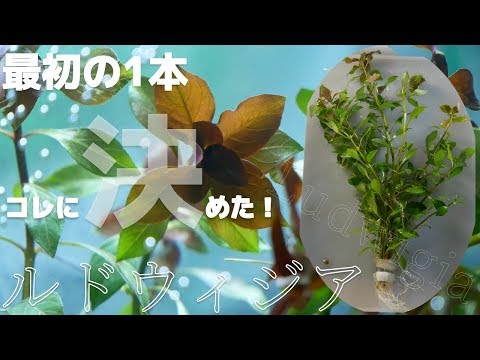 ジュシアエア・グランディフローラ