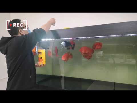 財神魚