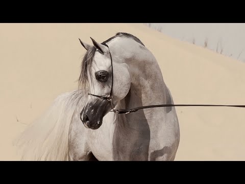 KIAHF AUCTION 2023 - D Seraj Breeding Right