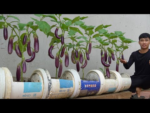 Why do Eggplant grow in bags of soil have so many fruits Watch and Discover