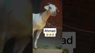 Download lagu Ahmad👦🏻 name video status |#viral💯 #shorts 😅#status #love #funny😜 #latest #goat🐐 #ahmad #foryou mp3 Download lagu Ahmad👦🏻 name video status |#viral💯 #shorts 😅#status #love #funny😜 #latest #goat🐐 #ahmad #foryou mp3