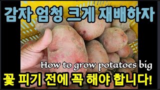 감자 꽃 피기 전에 성장억제제 꼭 해야 합니다! How to grow potatoes big.