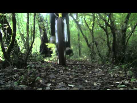 Bosco di San Martino Priverno LT 7Novembre2012