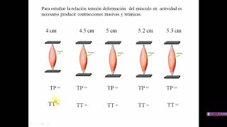 Mecánica Muscular (Parte 2) - Biología Celular y Tisular