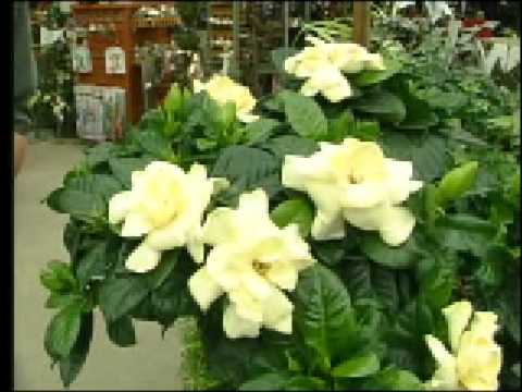 Гардения (Gardenia): уход за комнатным растением