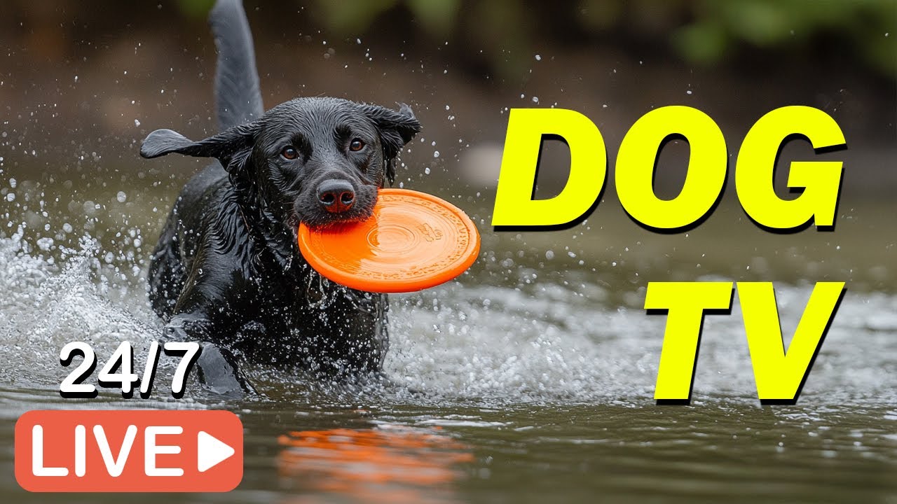 🔴[LIVE] DOG TV: Video Entertain Prevent Boredom & Best Anti-Anxiety for Dogs When Home Alone💖