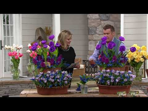 download lagu mp3 mp4 Alcea Rosea Spring Celebrities Purple, download lagu Alcea Rosea Spring Celebrities Purple gratis, unduh video klip Alcea Rosea Spring Celebrities Purple