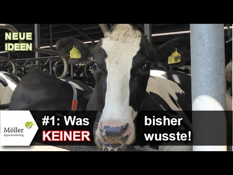 Kühe füttern: Neue Sichtweisen für Azidose + Ketose + Milchfieber | #1 für Kuhprofis