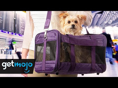 Top 4 Dog Carriers For Transporting Your Pets