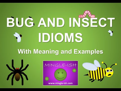5 Bug and Insect Idioms and Expressions Explained #3