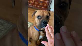 Video preview image #1 Boxer Puppy For Sale in Burnsville, MN, USA