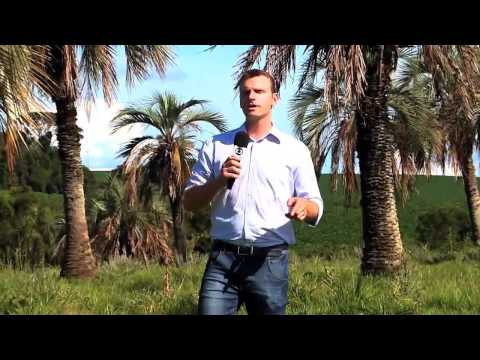 Trabalho incentiva a preservação do butiá - Reportagem da RBS TV Santa Rosa