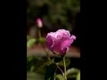Spirit of Rose .. 
