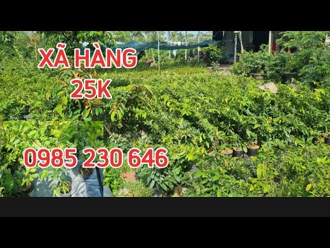 31/10☎️ 0985 230 646 💔🍀XÃ MAI GIỐNG 25K ❤