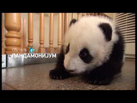 Pandamonijum | 03.09.2016.