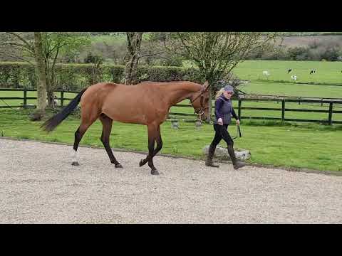 SVS Exception - Loose Jumping and In Hand