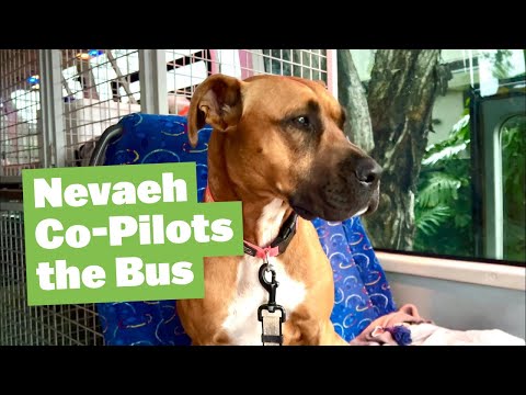 Nevaeh Co-Pilots the Bus Trip into the City | The pack help Chance with Training #americanbulldog