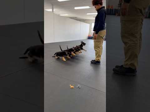 German shepherd k9 puppies training #k9 #k9training #germanshepherd #dog #dogshorts #fypシ #trending