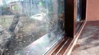 Bona face to face with a big tiger