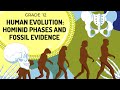 Hominid Evolution | Evidence in Skeleton and Phases of hominids