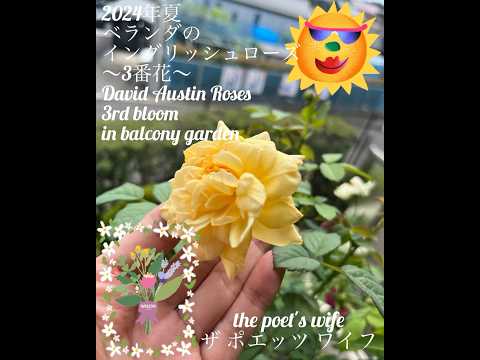 低木バラ「ネバダ」 植物