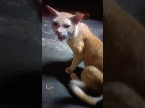 #status #cat #comedy