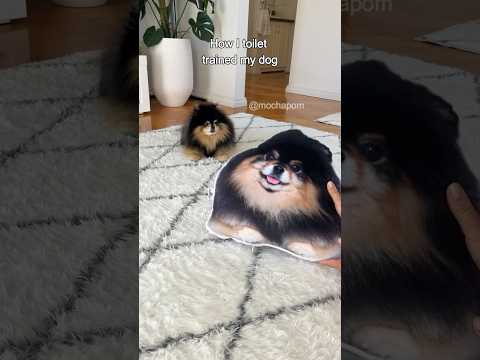 How I toilet trained my dog 😄 #dog #pomeranian