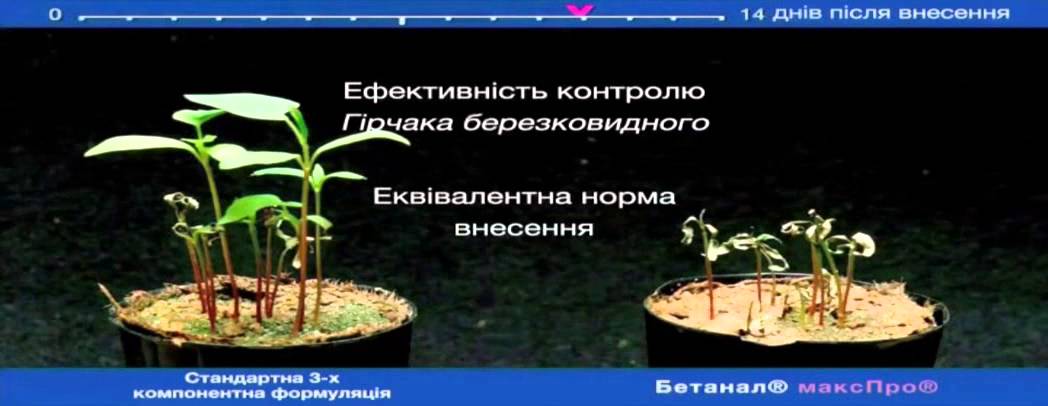 Гербіцид Бетанал Макс Про 5л