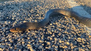 Download Lagu Fall Herping South Texas with some Florida buddies!!! Part 1. Thumbnail