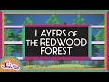 The Layers Of The Redwood Forest Explore The Redwoods SciShow Kids