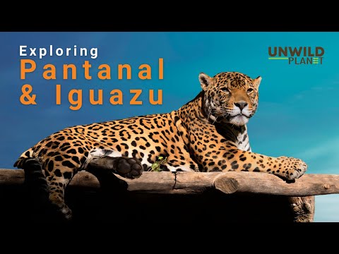 Pantanal and Iguazu: Exploring Brazil's Stunning Natural Wonders | Jaguar Camp | Anaconda