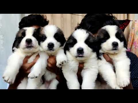 Saintburnard puppies 45 days #shorts #trending