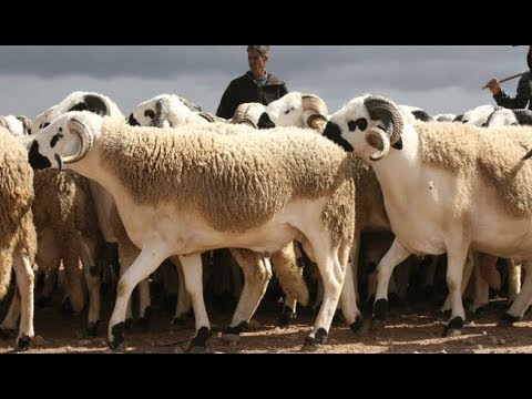La différence entre un bon mouton et un mauvais mouton...