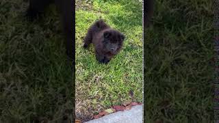 Chug Puppies Videos
