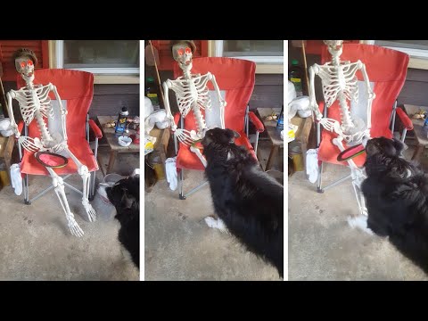 Dog Wants Skeleton To Play Fetch