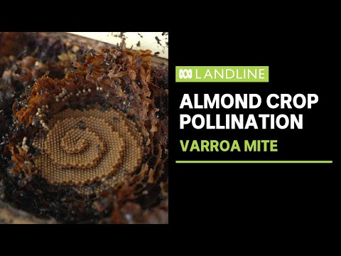 1000 Hives video