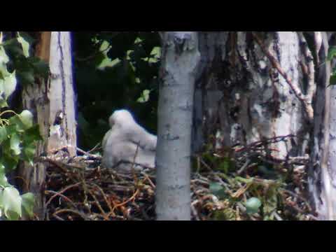 Day 15 - Red-tailed Hawk |  Raising chick from hatching to flight-pt2