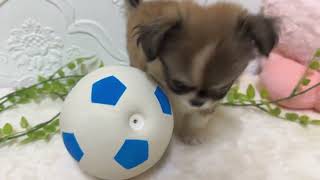 ハーフ犬の動画01
