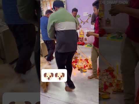Govardhan ki puja karta hua doggy#trending#shortsfeed#funny#shortsvideo#dog#viralvideos#shortvideos#