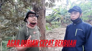 Download lagu CARA JITU AGAR DURIAN CEPAT BERBUAH mp3 Download lagu CARA JITU AGAR DURIAN CEPAT BERBUAH mp3