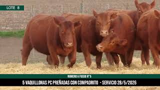 5 Vaquillonas PC Preñadas - Los Choles - Plaza Ganadera