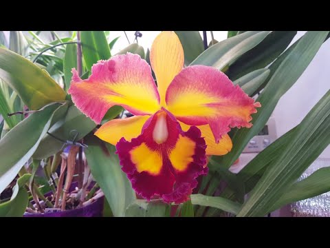 Cattleya Chunyeach