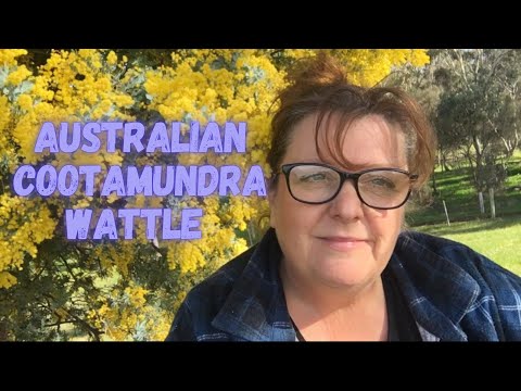 Australian Cootamundra Wattle In Bloom