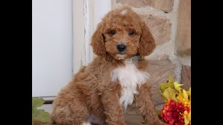 Video preview image #1 Goldendoodle Puppy For Sale in GORDONVILLE, PA, USA