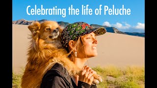 Heartbroken 💔 🐾