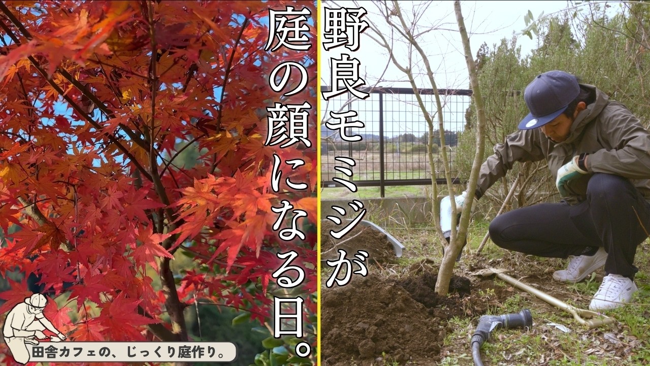 【庭で育った宝物】野良モミジの移植◎木を植える時・引っ越しする時に考えている事。